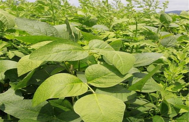 黑豆如何種植？種植方法是什么？有什么需要注意的？