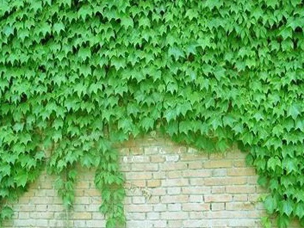爬山虎如何種，爬山虎種植方法有哪些？