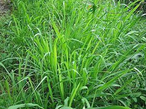 牧草要怎么種植比較好，有什么好的方法？
