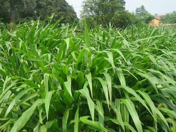 墨西哥玉米草種子種植技術(shù)，掌握好才能順利養(yǎng)殖