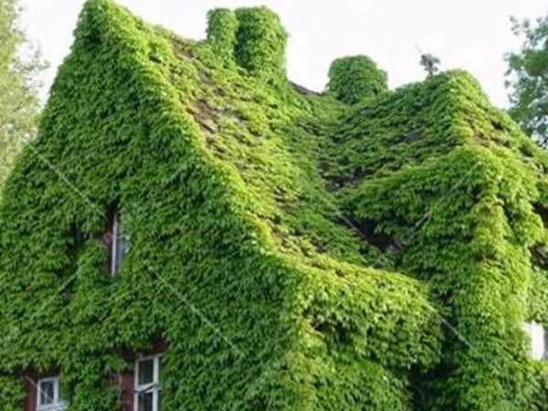 「爬山虎」的種植方法，有什么種植要求？
