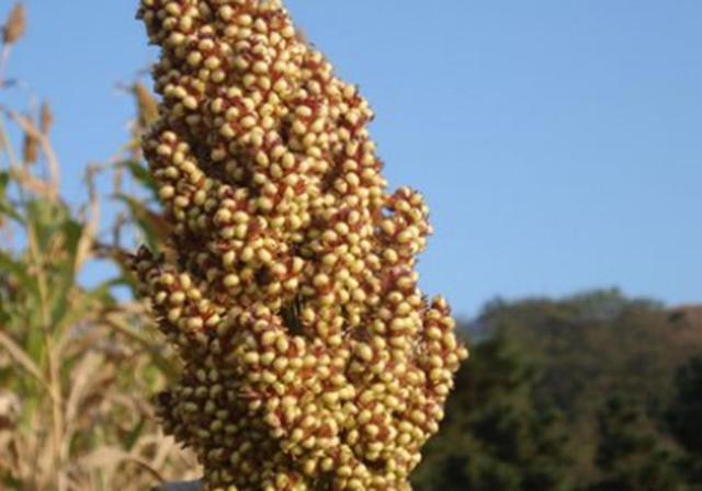 甜高梁種植技巧是什么，如何產(chǎn)量高