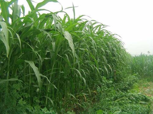 墨西哥玉米草有這些優(yōu)勢，你懂嗎