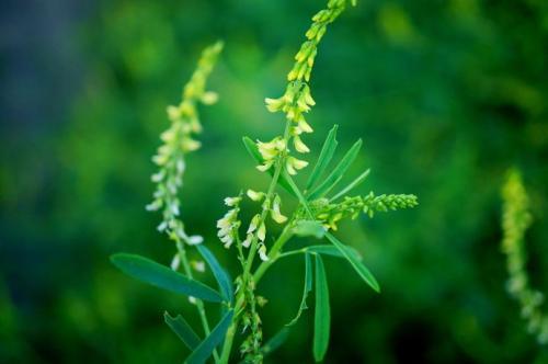 耐堿性牧草草種推薦---草木犀，種植方法是什么