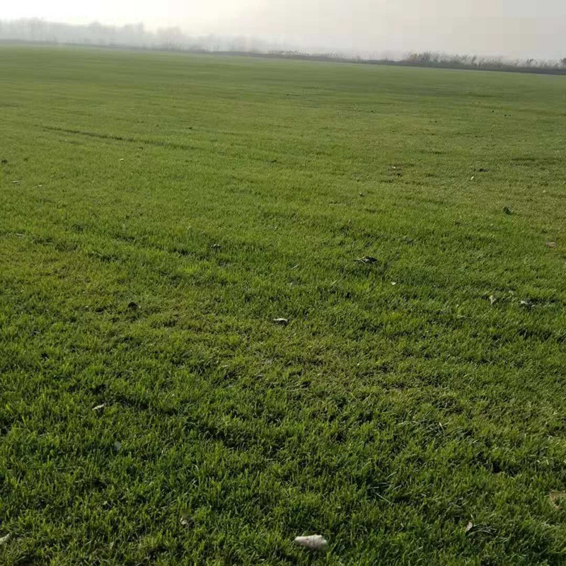 果嶺草果嶺草草坪種子種植技術和方法