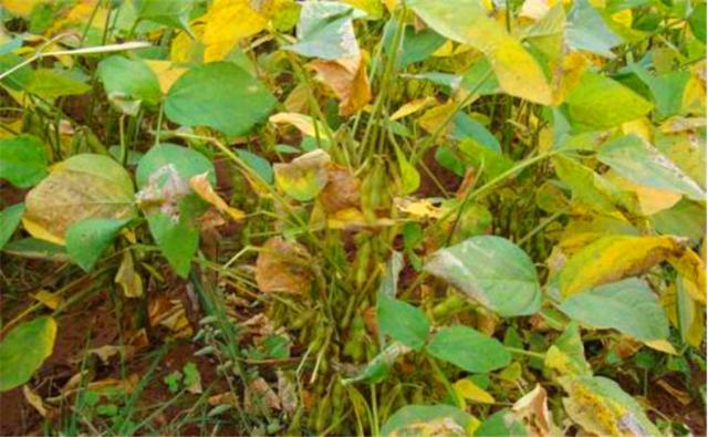 種植黑豆時(shí)，掌握技術(shù)方法產(chǎn)量能提升