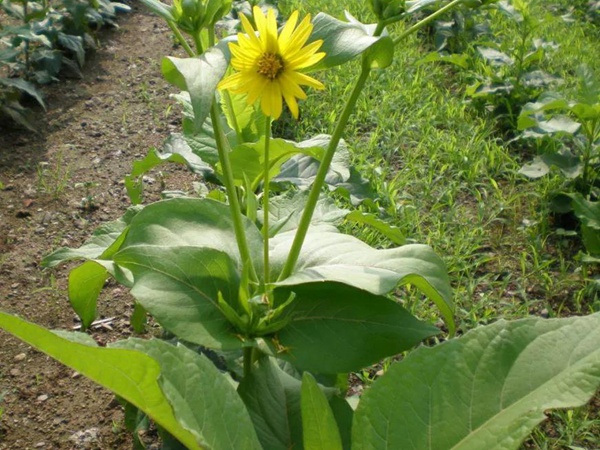 牧草種子介紹丨串葉松香草形態(tài)特征以及主要價(jià)值