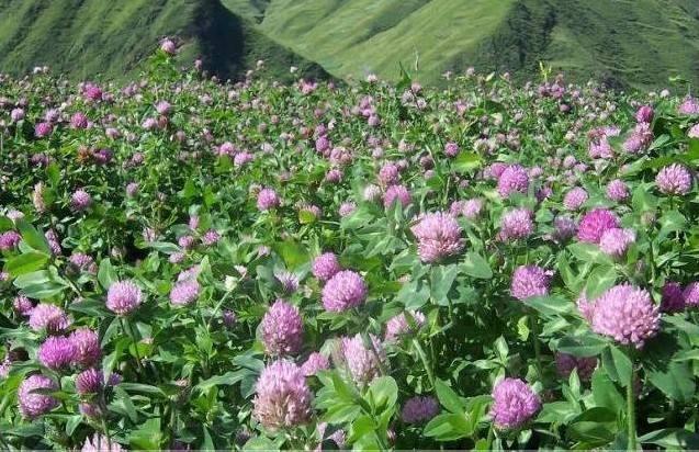 綠化草坪種類圖片，不同的草坪用途和功能都有所差別