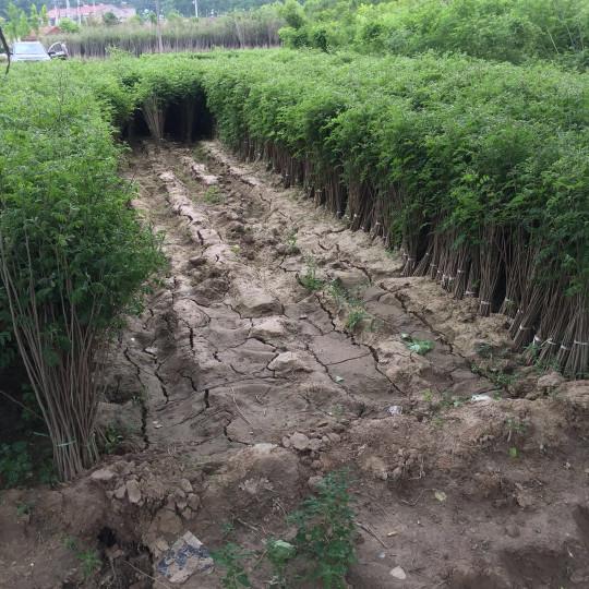紫穗槐育苗產(chǎn)苗量高，繁育時間短，生長速度快