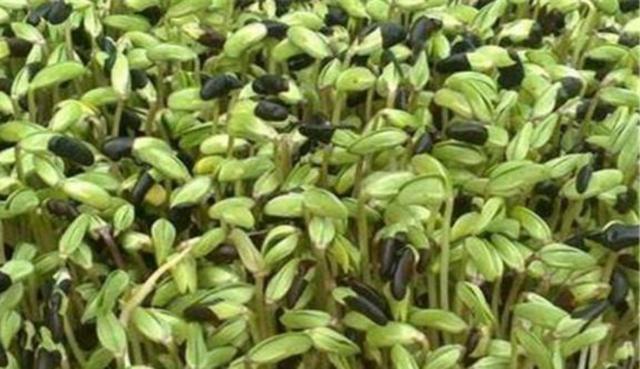 黑豆怎么樣種植？如何提高黑豆高產(chǎn)量？