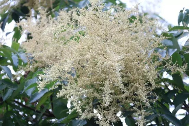 江陰鄉(xiāng)土植物——鹽膚木灌木