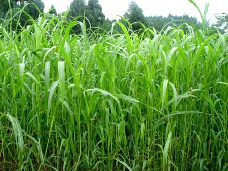 優(yōu)質(zhì)的牧草——蘇丹草，怎么種植可以高產(chǎn)