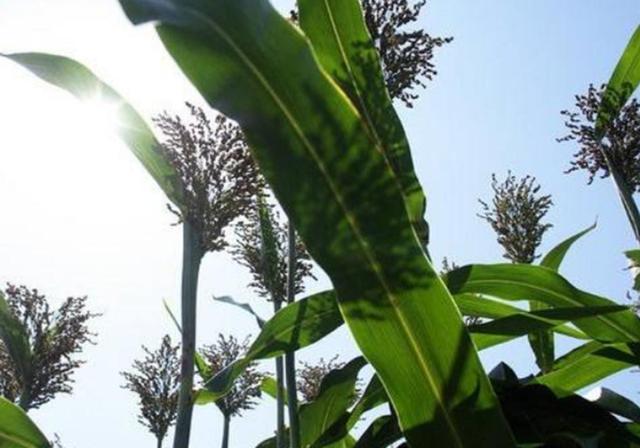 甜高梁種植技巧是什么，如何產(chǎn)量高