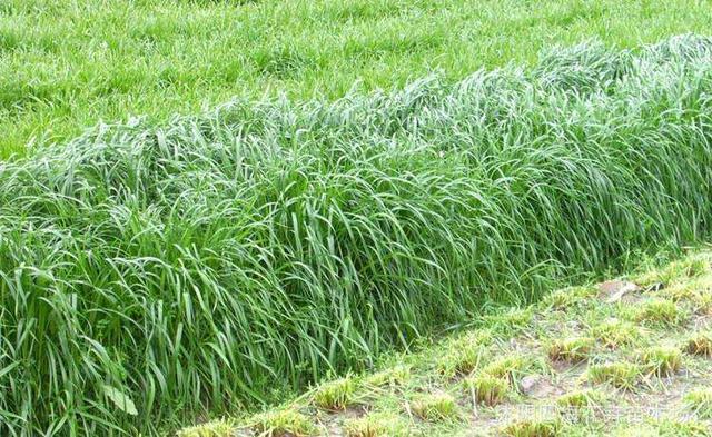 秋冬季節(jié)適合養(yǎng)殖種牧草嗎？種植什么牧草比較好？