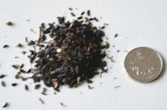 在田間小路看見的優(yōu)質(zhì)牧草-苦荬菜種植技術(shù)及品種價(jià)值 