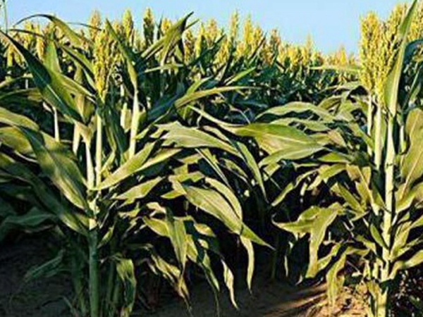 黑小麥批發(fā)價(jià)格多少錢一斤？黑小麥種植方法是什么？