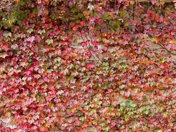 爬山虎種子怎么種？爬山虎種子多久發(fā)芽？