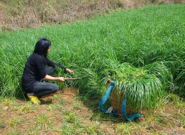 一次種植，多次收益的優(yōu)質(zhì)牧草——多年生黑麥草