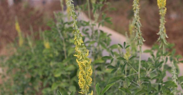 豬屎豆種植技術(shù)說明，什么時候種植最佳？