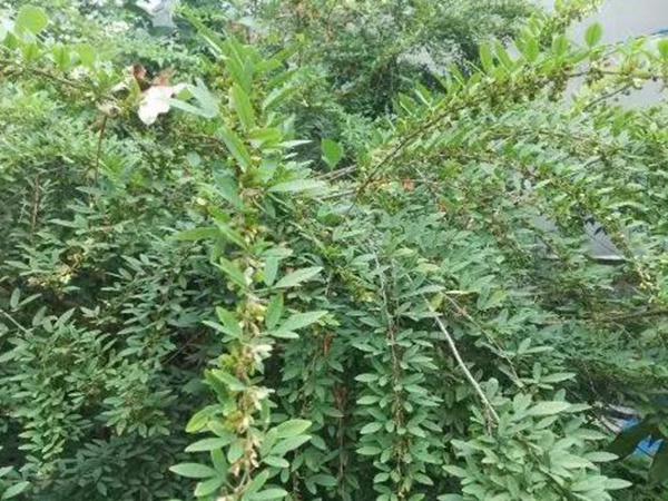 生態(tài)綠化種子有哪些，有什么需要注意的