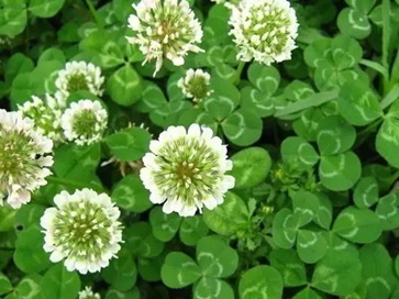 白三葉除草最強技術(shù)有哪些？