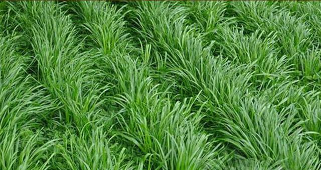 優(yōu)質(zhì)高產(chǎn)牧草，冬牧70黑麥草種植時間
