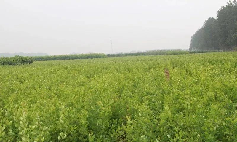 灌木種子—胡枝子基本介紹以及生態(tài)習性
