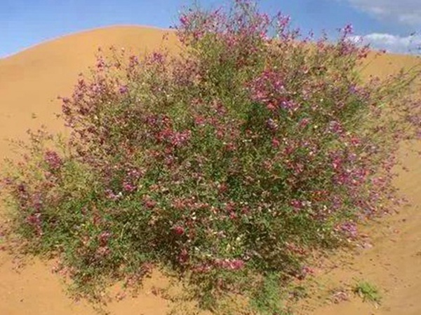 園林中發(fā)現(xiàn)美麗的你——花棒