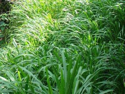 優(yōu)質(zhì)的牧草——蘇丹草，怎么種植可以高產(chǎn)