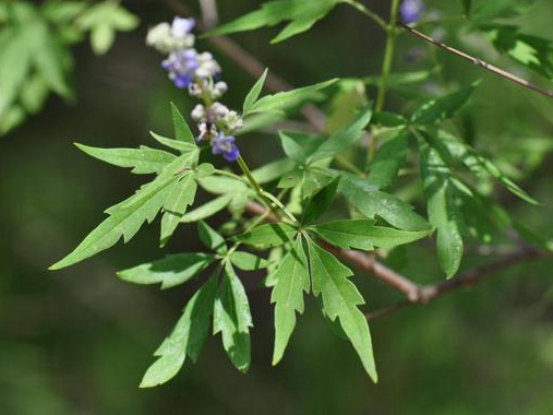 如何提高荊條的種植效益？有什么需要注意的？