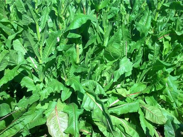 菊苣的主要價(jià)值及種植技術(shù)介紹