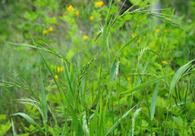 耐活堿草農(nóng)作物，要知道它的生物特性，種植起來(lái)很簡(jiǎn)單
