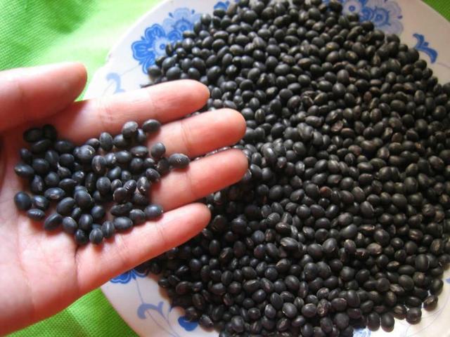 黑豆種植方法有哪些？什么時(shí)候播種比較合適？