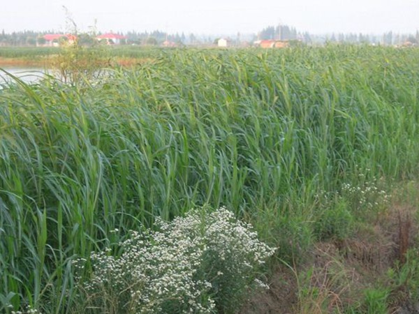 蘇丹草喂牛一畝可養(yǎng)幾頭牛，種植技術(shù)要點是什么