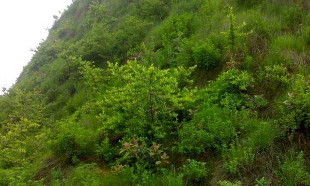 豬屎豆種植技術(shù)說明，什么時候種植最佳？