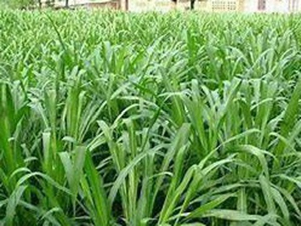 牧草要怎么種植比較好，有什么好的方法？