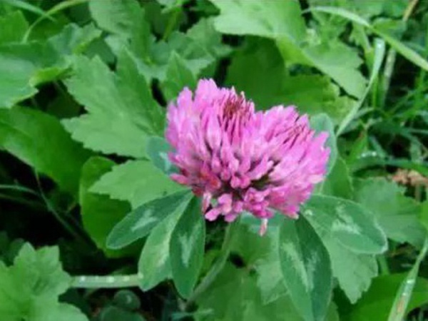 十種優(yōu)質(zhì)牧草及其栽培技術(shù)與方法