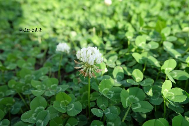 白三葉草，不但栽培，觀賞期長(zhǎng)，管理方法簡(jiǎn)單而且花繁葉茂
