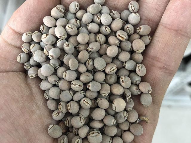 木豆種植技術(shù)介紹以及管理方法