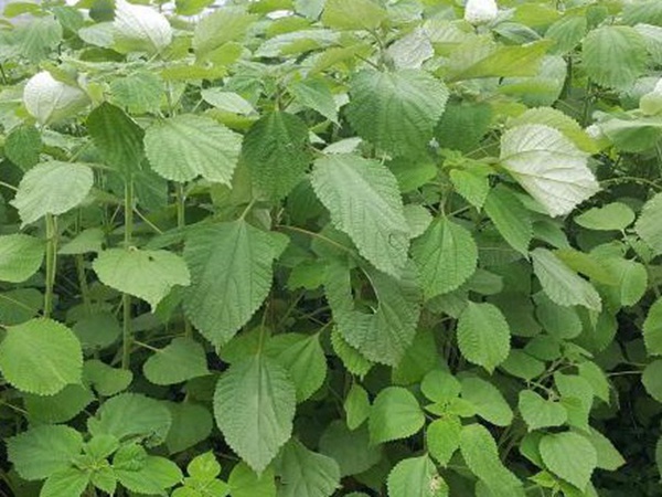 牧草養(yǎng)豬技術(shù)有什么需要注意的，牧草種植方法有哪些？