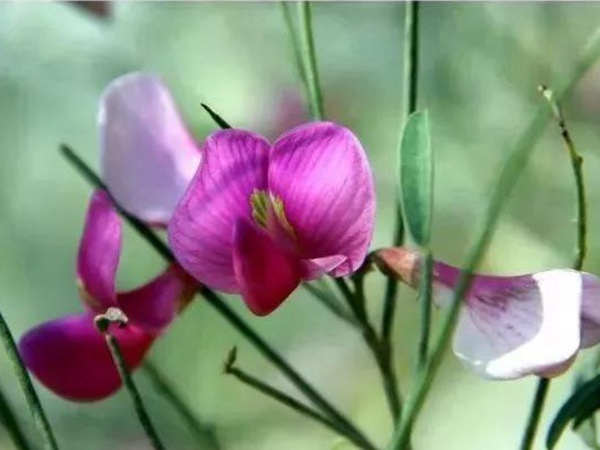園林中發(fā)現(xiàn)美麗的你——花棒