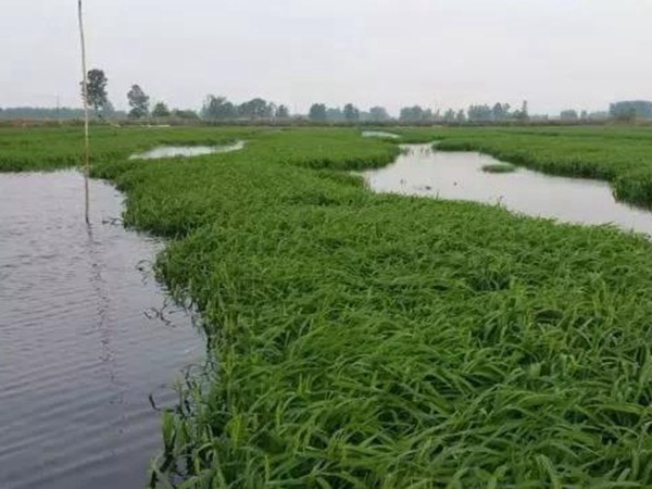 小米草怎么樣才能提高小龍蝦養(yǎng)殖效益？小米草種植怎么管理比較合適？