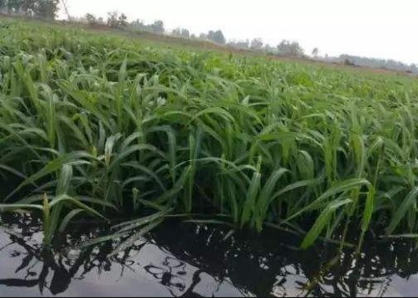 小龍蝦塘種植小米草的優(yōu)點(diǎn)和種植方法