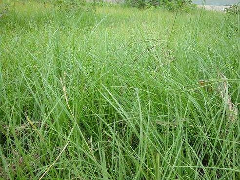百喜草如何種植，種植方法是什么？