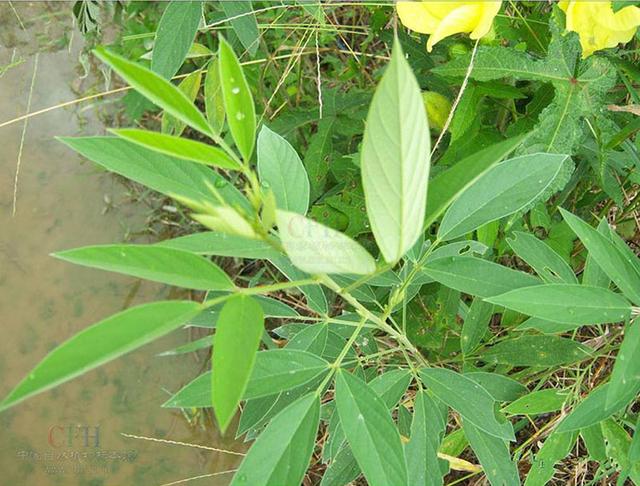 木豆種植技術(shù)介紹以及管理方法