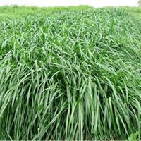 秋冬季節(jié)適合養(yǎng)殖種牧草嗎？種植什么牧草比較好？