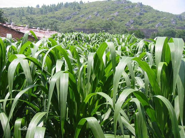 高丹草是優(yōu)質(zhì)的牧草，哪里有多年生的高丹草種子