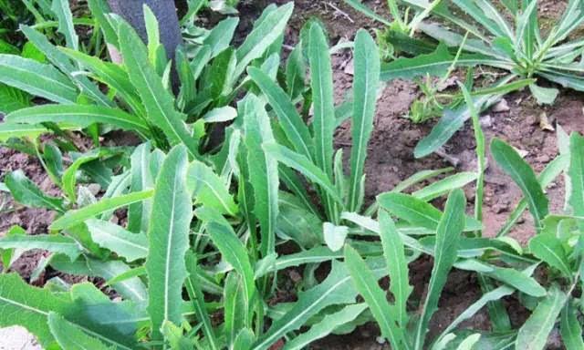 苦荬菜怎樣種植效果好？怎么種植可以高產(chǎn)量