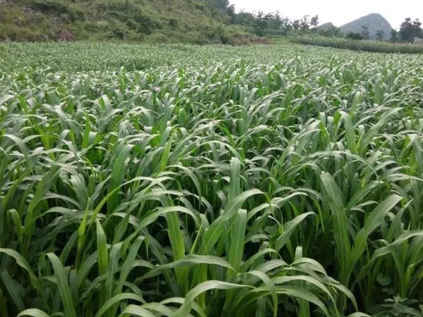 甜高粱種植技術(shù),什么時候播種比較好