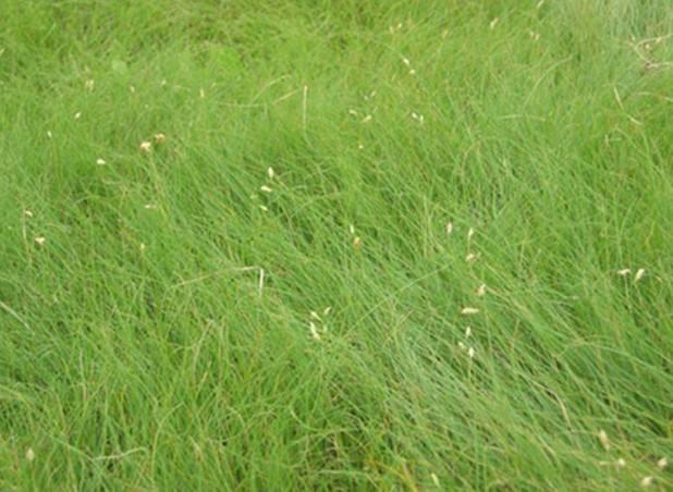 野牛草種植這幾個步驟一定要掌握好，種植就比較簡單